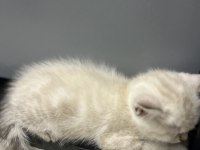 British shorthair yavru kedi