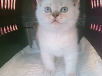 Mavi gözlü blue point yavru kediler