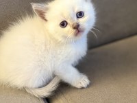 British shorthair yavrularımız