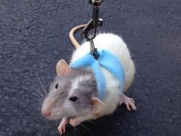Rat - Dumbo Rat Yavrular ve Malzemeleri Adrese Teslim Var