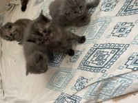 Scottish longhair yavru kedimiz