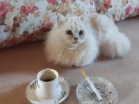 Lynx british shorthair yavrularımız