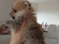 Yavru pomeranian
