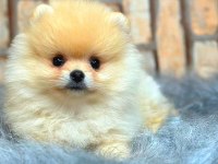 Ayı surat pomeranian boo