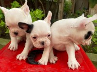 Kalite French Bulldog Yavruları
