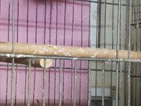 Mako Bengal İspinozu