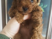 Teacup red brown korekan erkek poodle yavru
