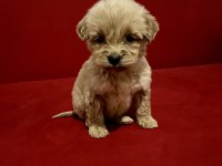 Poodle ayarında maltipoo