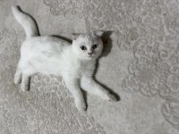 3.5 aylık scottish fold dişi yavru