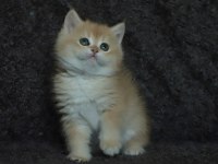 Black Golden Shell NY12 Safkan British Shorthair
