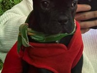 Yavru French Bulldog
