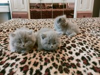 British longhair kedimiz 1,5 aylık