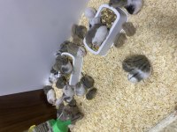 HAMSTER DENİLİNCE AKLA GELEN TEK ADRES BABY FİSH AQUARİM