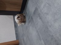 Sahibinden shih tzu