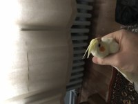 İki adet yavru ele alışık lutino sultan papağanı