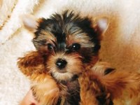 Petmode köpek çiftliğinden tea cup morki yavrularımız