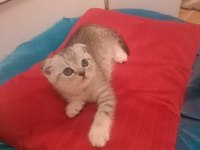 Scottish fold erkek kedimiz