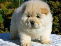 Pofuduk chow chow Çin aslanı erkek ve dişi