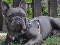 Blue fransız bulldog yavruları