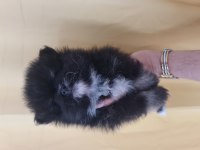 Pomeranian boo köpekleri