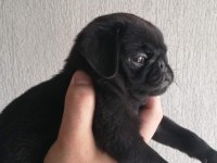 Sıfır Burun Gül Kuyruk Pug