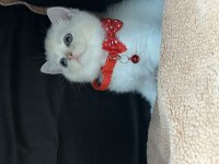 Orjinal british shorthair yavrumuz