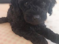 Toy Poodle Siyah