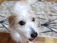 Köpeğimiz kuki ailesini arıyor
