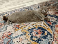 Sahiplendirme british shorthair