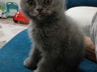 Yavru british shorthair