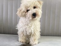 Loki bal küpü maltipoo