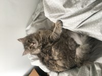 Kuki 3 yaşında dişi british longhair