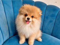Erkek pomeranian tuvalet eğitimli