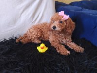 Poodle Peluş Bir Kız