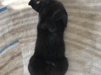 Ömürlük yuva arıyoruz scottish fold