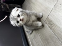 Scottish Fold Safkan