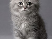 British longhair yavrular acil sahiplendirme