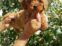 RED BROWN A KALİTE ORJİNAL TOY POODLE YAVRULAR