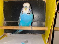Erkek show jumbo muhabbet kuşu