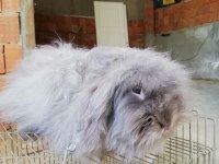 Teddy lop damızlık tavşanlar