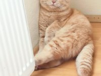 Scottish fold kedimize eş arama çiftleştirme