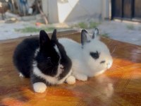 Cüce tavşan (netherland dwarf)
