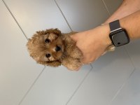 Evde doğma şov kalite maltipoo yavrular