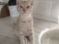 3 AYLIK SCOTTISH KIRMASI BEBEKLER