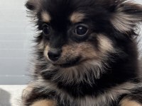 Black Tan Chihuahua Yavru