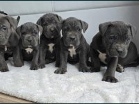 Cane corso en kalitelisi bizde var