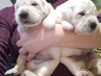Golden Retriever Adrese Teslim Kapıda Ödeme Yapabilirsiniz