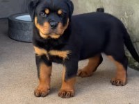 Rottweiler Bebekler Sağlık Ve Irk Garantili Teslim