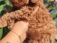 Poodle En Sevilenler Geldi