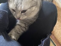 Yavru scottish fold